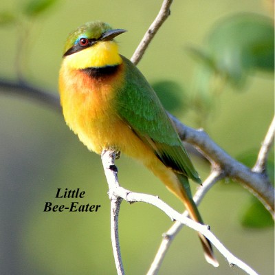 Little Bee-Eater